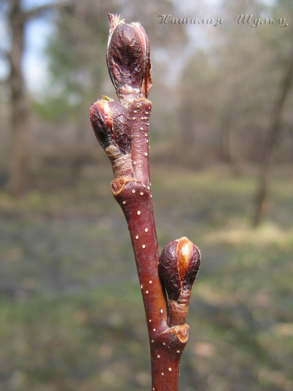 Изображение особи Alnus incana.