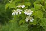 Viburnum sargentii