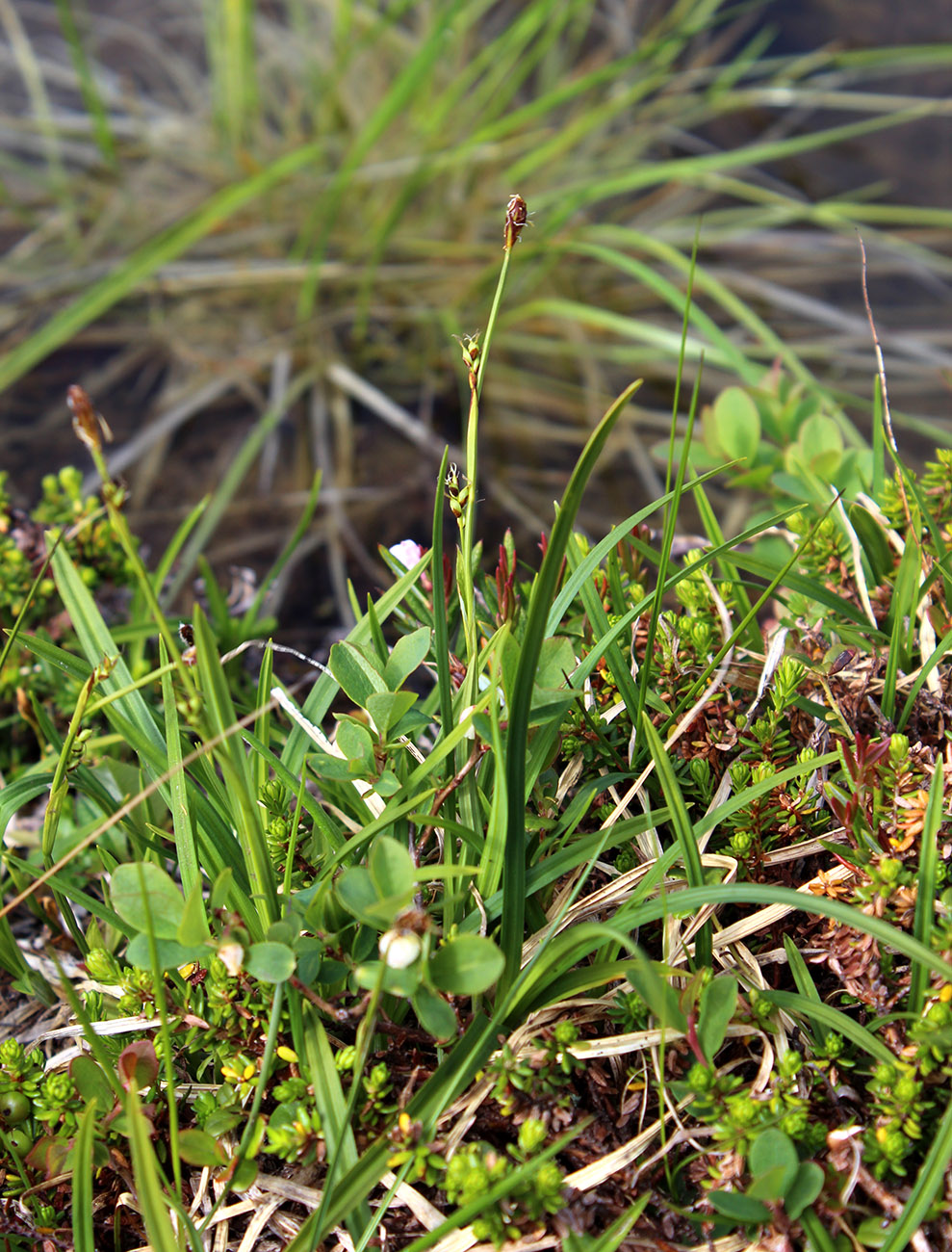 Image of Carex vaginata ssp. quasivaginata specimen.