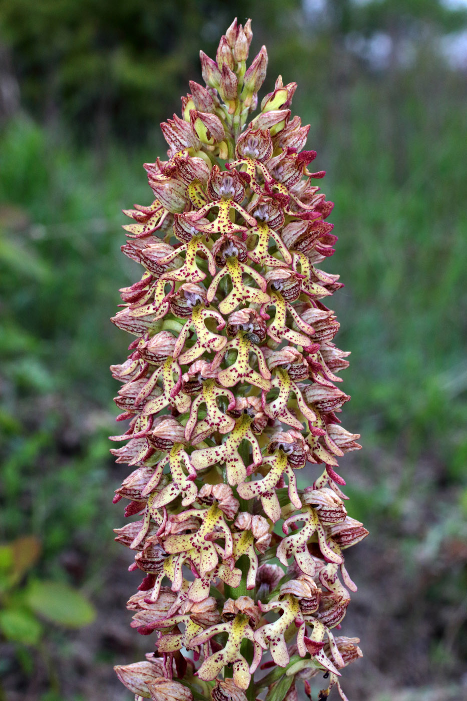 Image of Orchis &times; wulffiana nothosubsp. suckowii specimen.