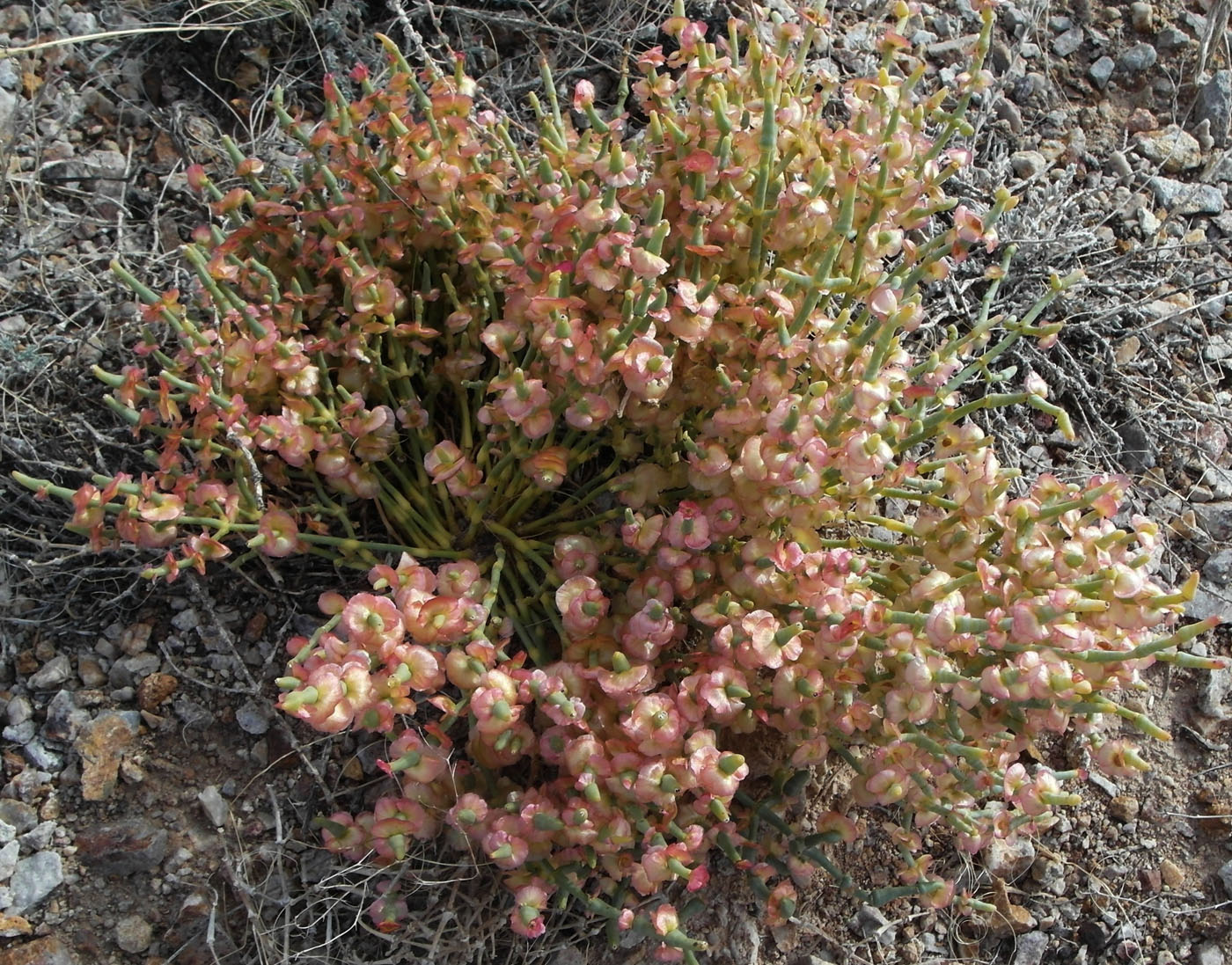 Image of Anabasis truncata specimen.