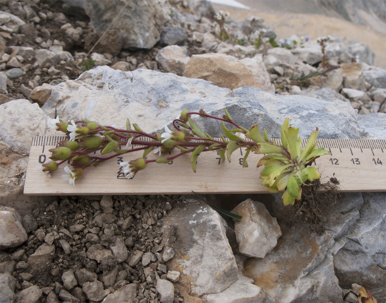 Image of Saxifraga adscendens specimen.