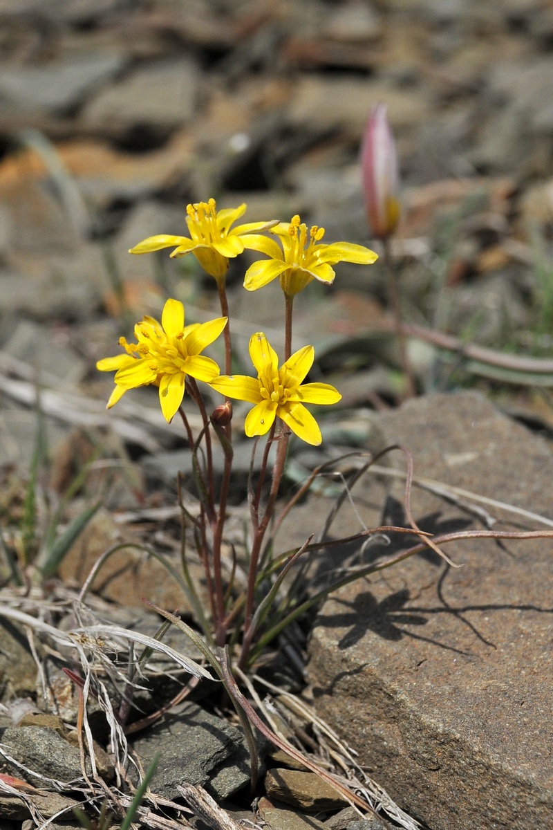 Image of Gagea olgae specimen.