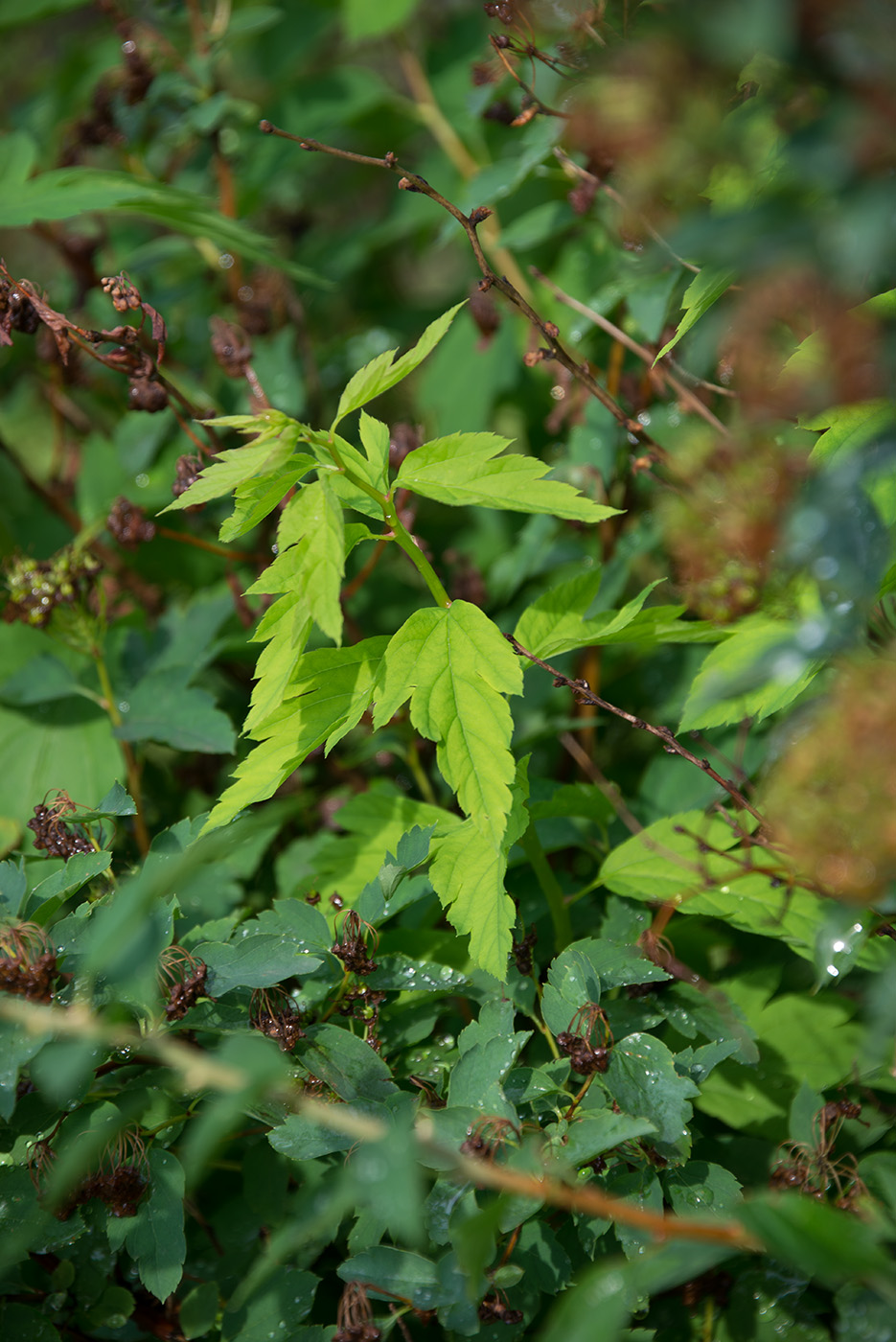 Image of Spiraea chamaedryfolia specimen.