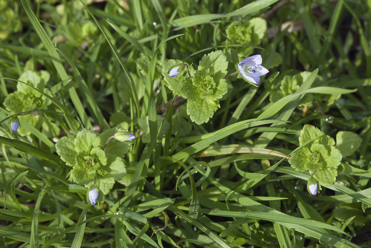 Image of Veronica filiformis specimen.