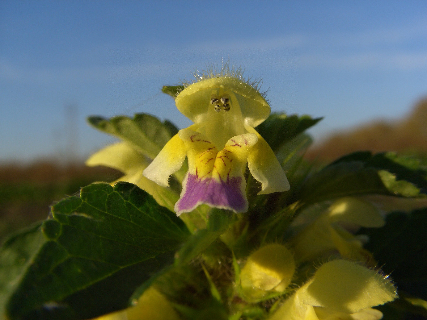 Image of Galeopsis speciosa specimen.