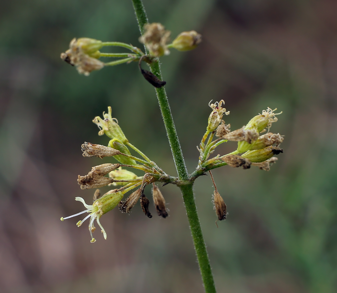 Image of Silene borysthenica specimen.