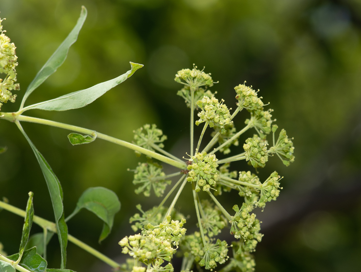 Изображение особи Heteromorpha arborescens.