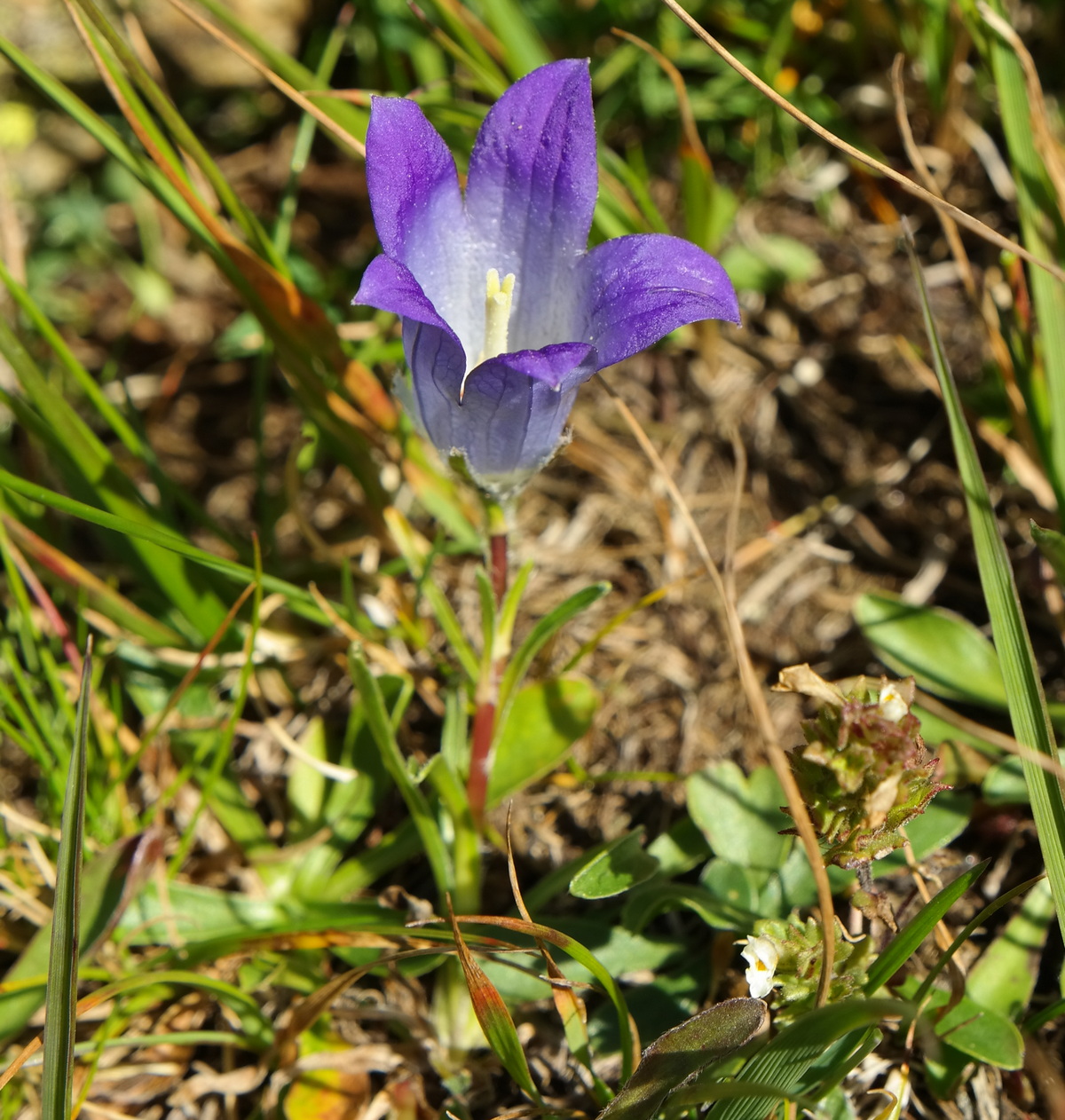 Image of Campanula biebersteiniana specimen.