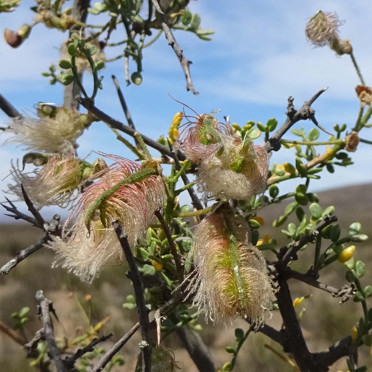 Изображение особи Adesmia microphylla.