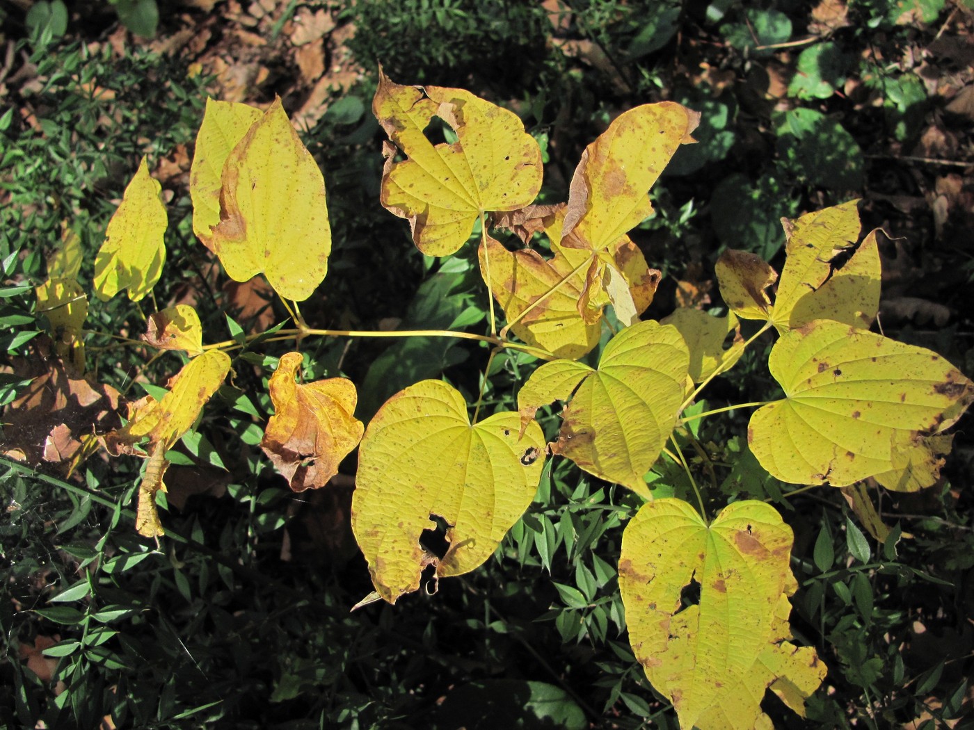 Image of Dioscorea caucasica specimen.