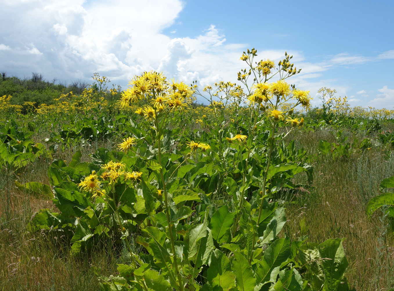 Image of Inula macrophylla specimen.