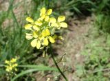 Erysimum canescens. Соцветие. Кыргызстан, Чуйская обл., окр. г. Бишкек восточнее с. Орто-Сай, предгорье, лог между холмами. 25.05.2019.