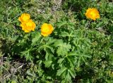 Trollius altaicus