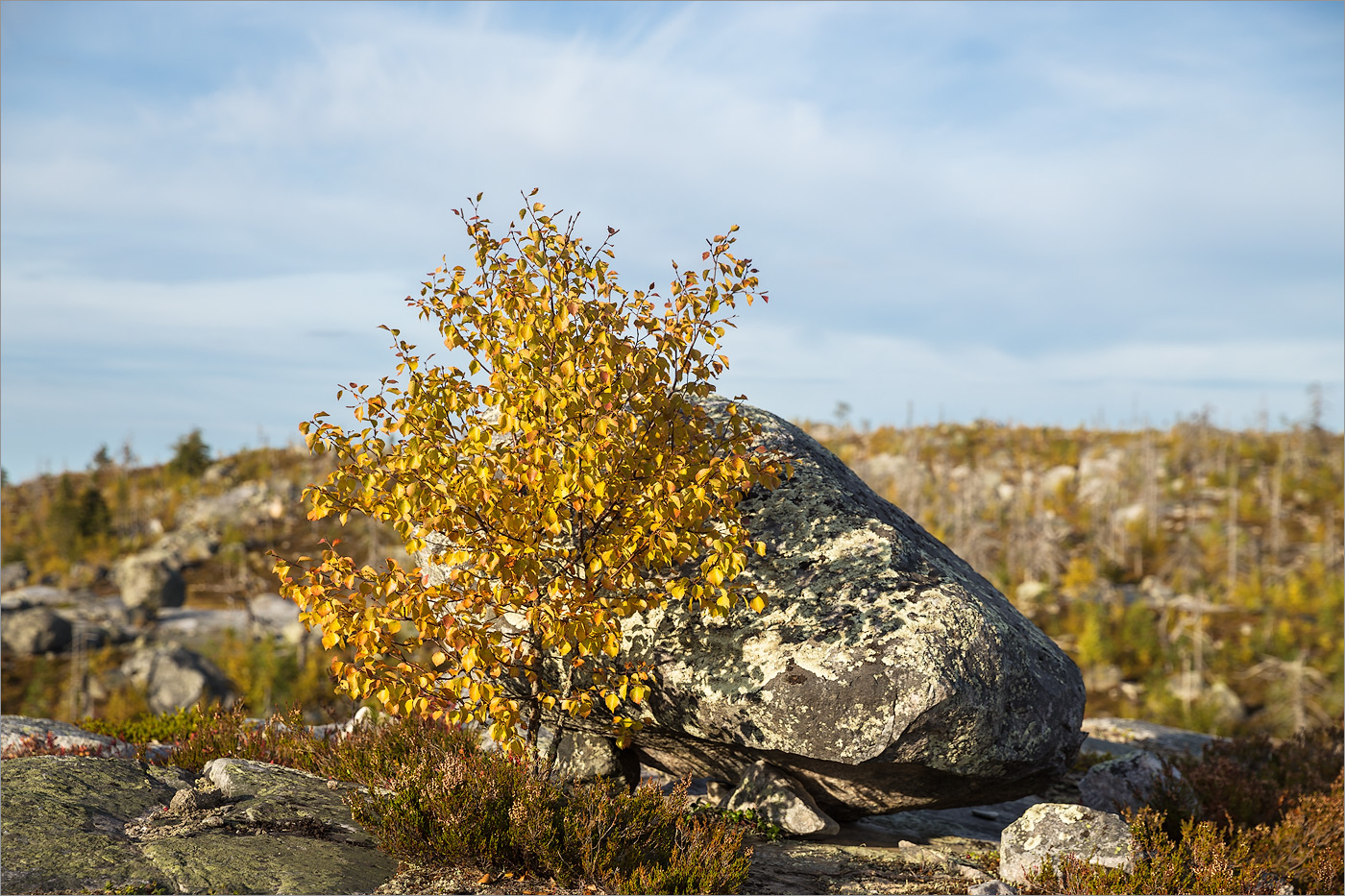 Image of genus Betula specimen.