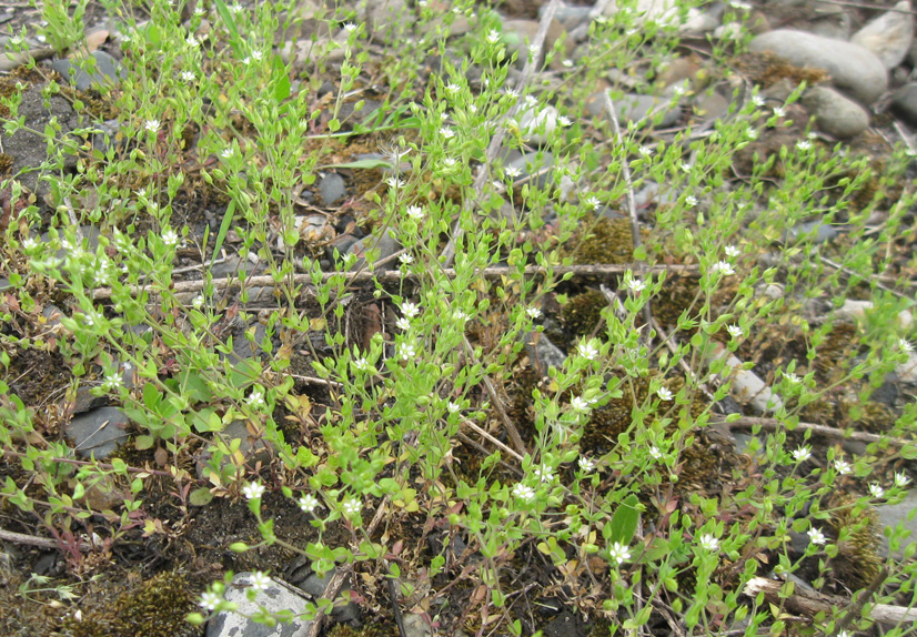 Image of Arenaria serpyllifolia specimen.