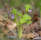 Смотреть изображение Viola brachysepala