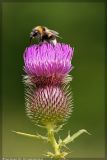 Cirsium serrulatum. Соцветие с сидящим шмелём-опылителем. Республика Татарстан, Альметьевский р-н. 16.08.2006.