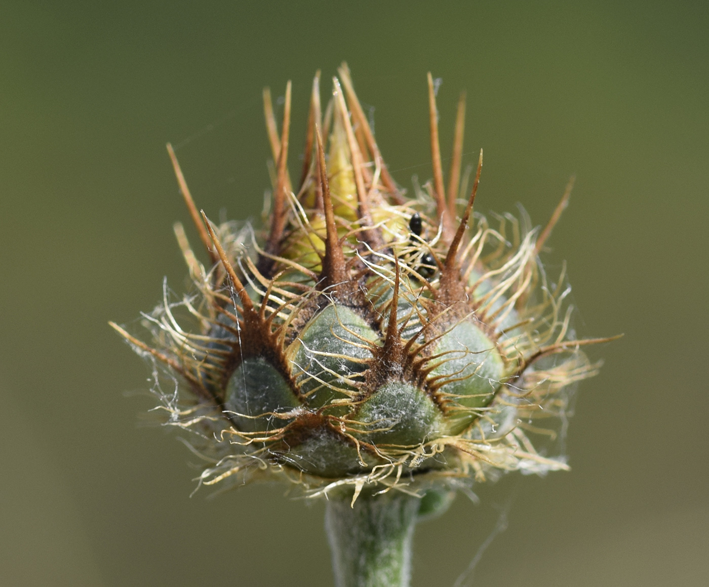 Изображение особи Centaurea collina.