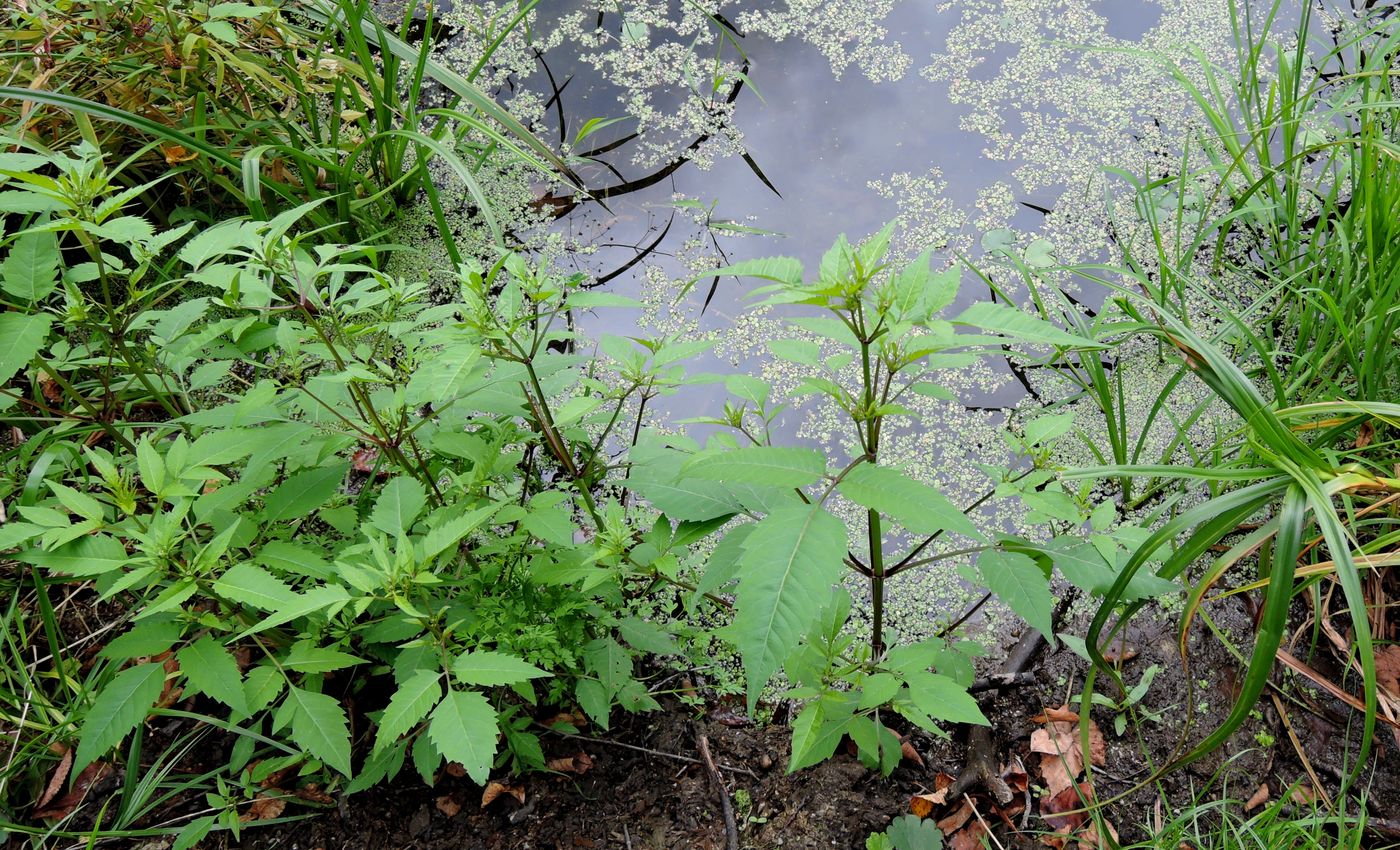 Изображение особи Bidens frondosa.