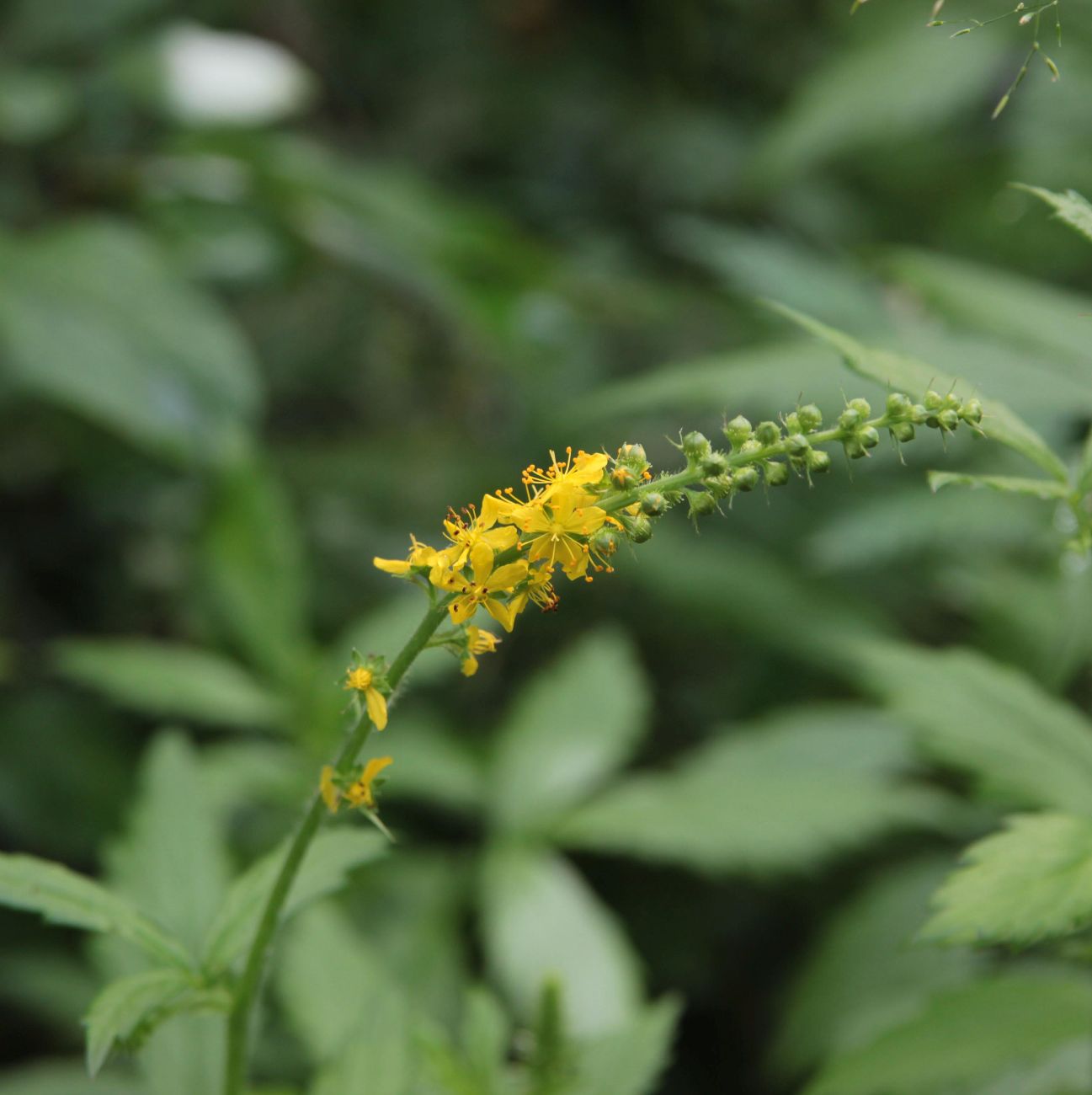 Image of Agrimonia eupatoria specimen.