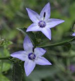 Campanula versicolor