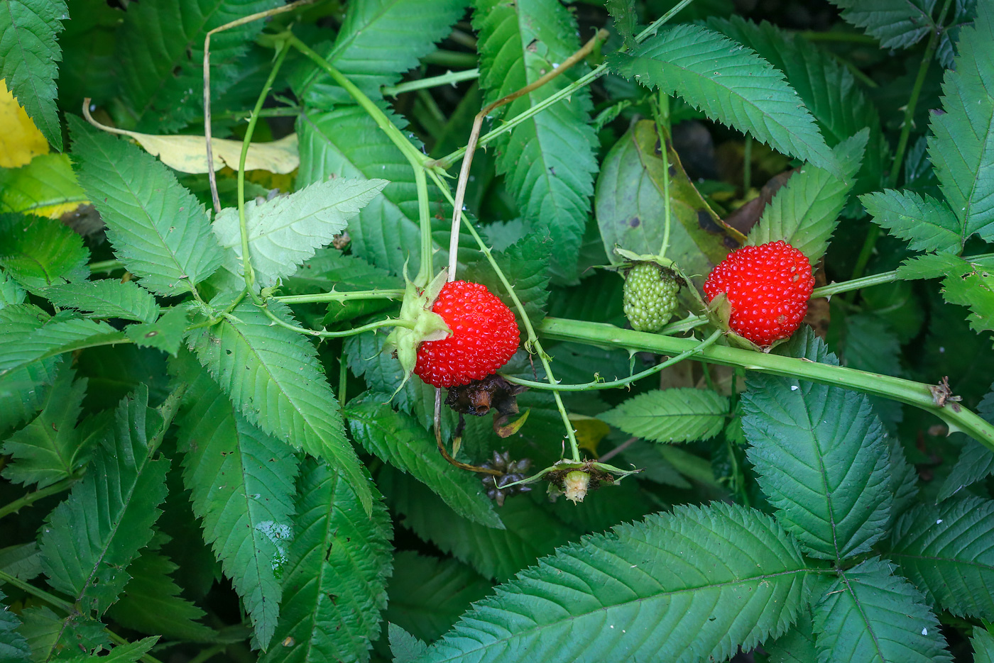 Изображение особи Rubus illecebrosus.