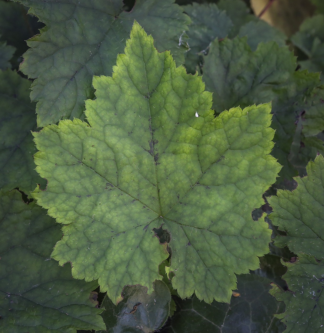 Изображение особи Cimicifuga rubifolia.