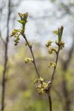 Ribes spicatum