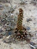 Orostachys thyrsiflora. Растение с начавшим развитие цветоносом. Казахстан, Заилиский Алатау, горы Бокайдынтау, перевал Кок-Пек. 02.09.2010.