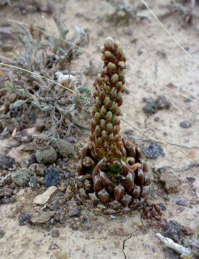 Image of Orostachys thyrsiflora specimen.