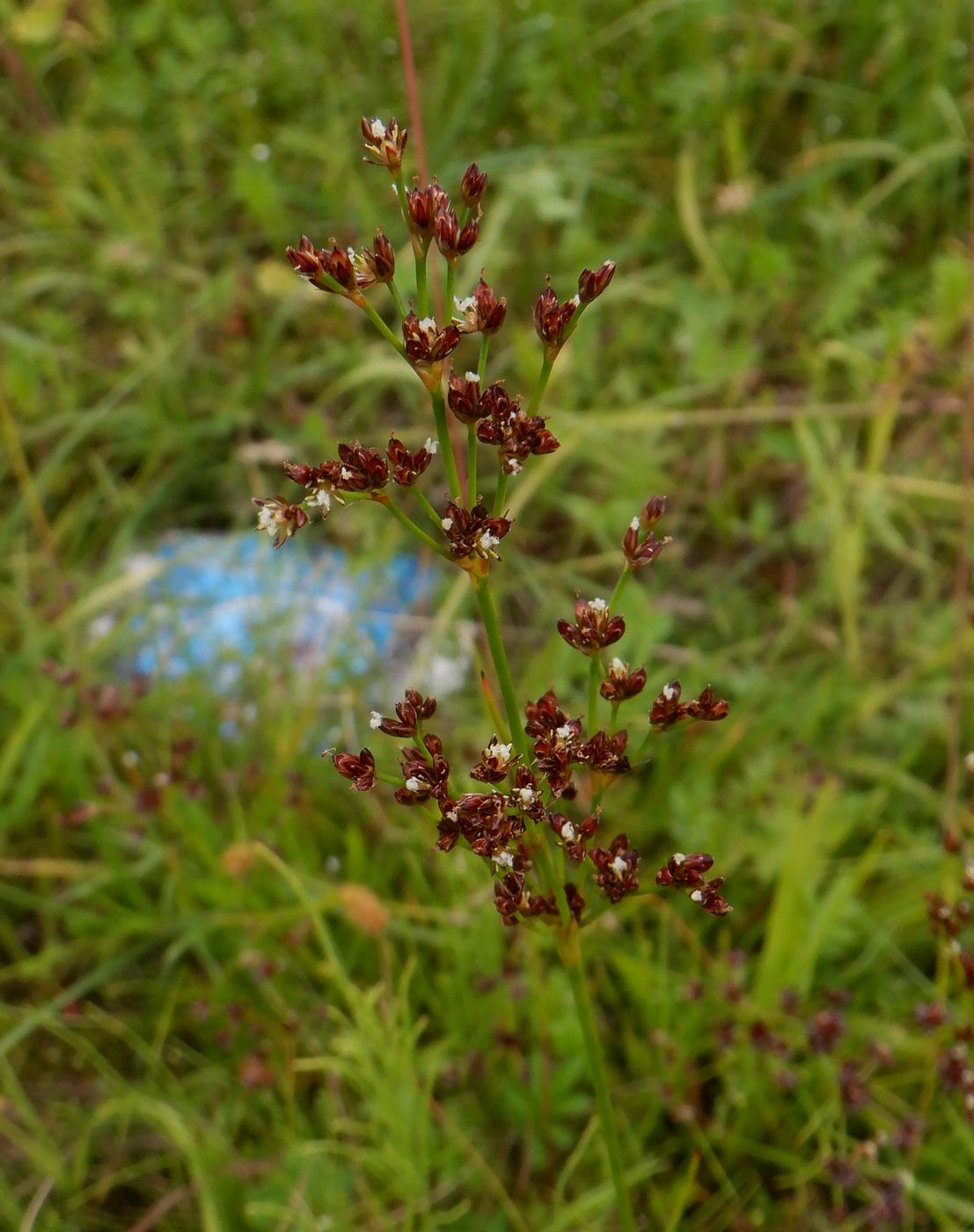 Изображение особи Juncus alpino-articulatus.