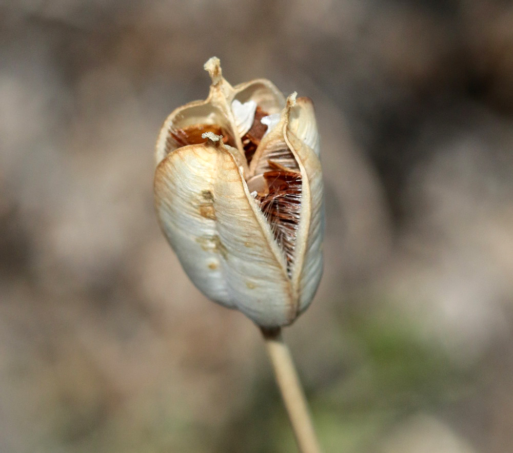 Image of genus Tulipa specimen.