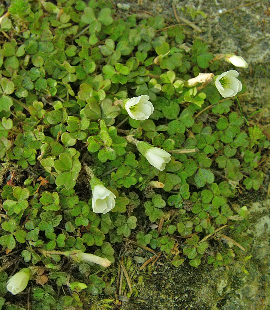 Image of Oxalis magellanica specimen.