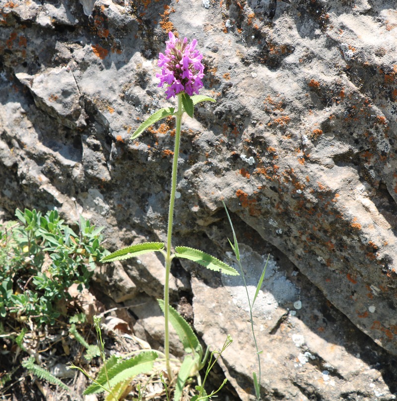 Image of Betonica officinalis specimen.