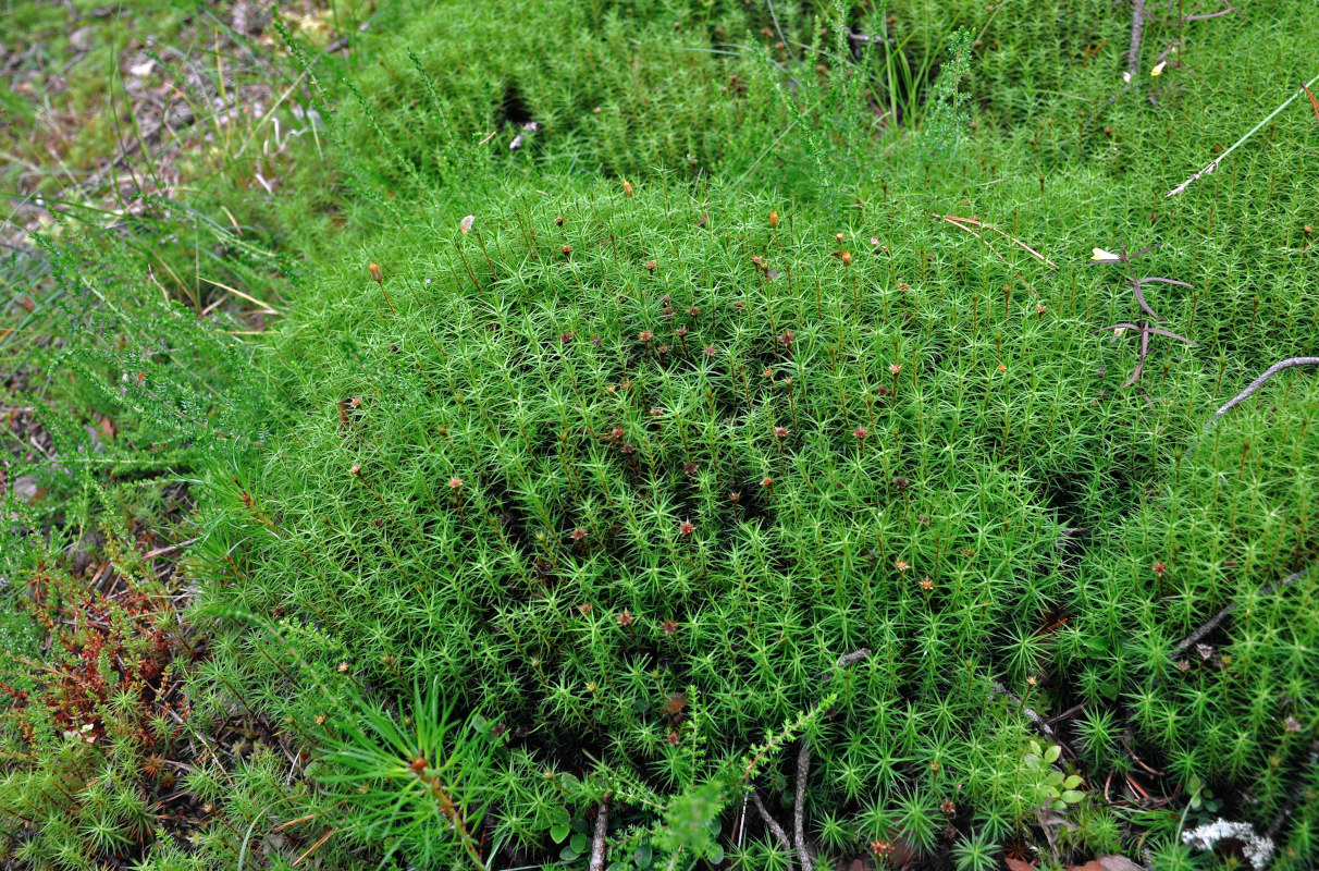 Image of Polytrichum commune specimen.