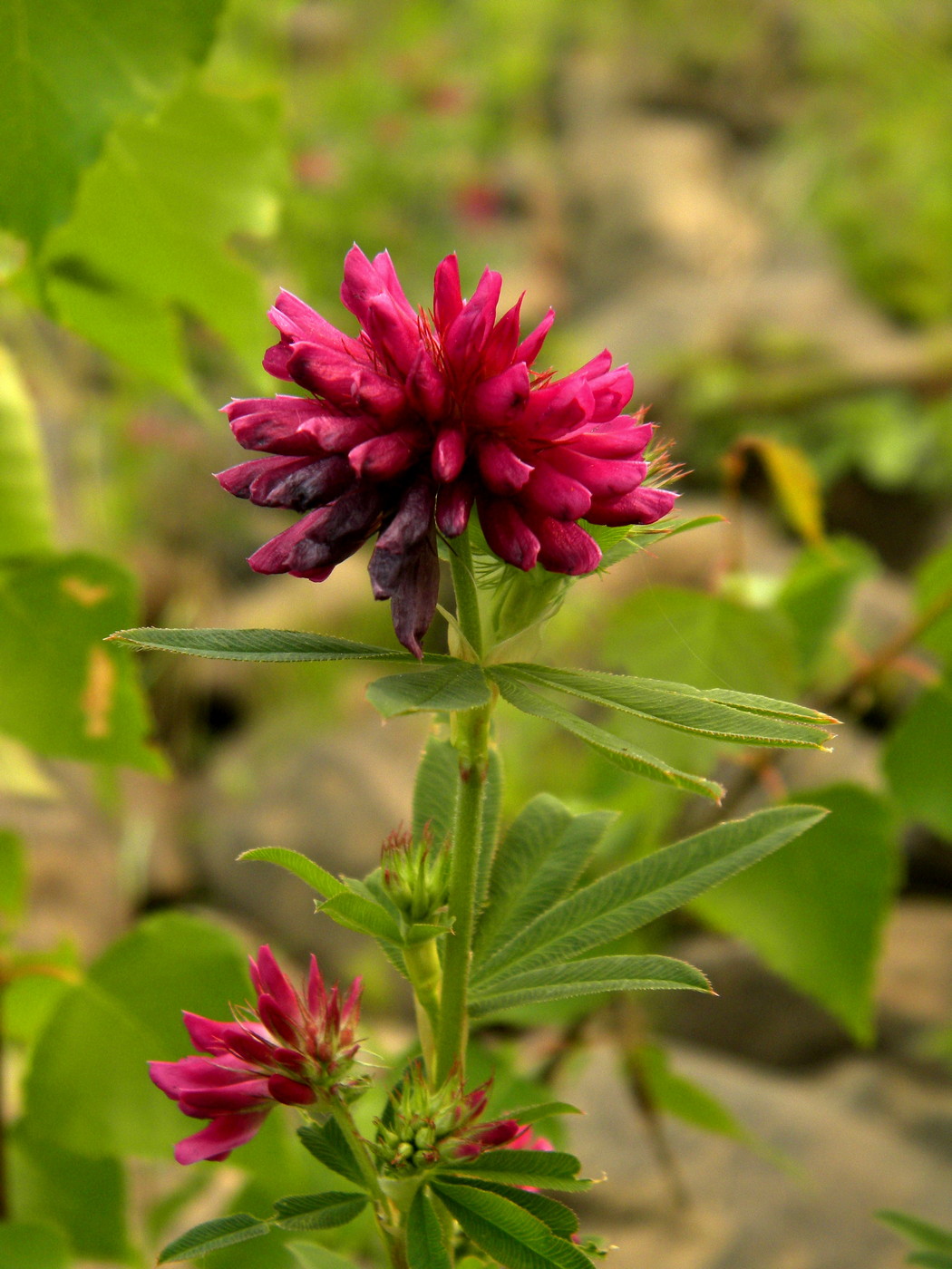 Image of Trifolium lupinaster specimen.