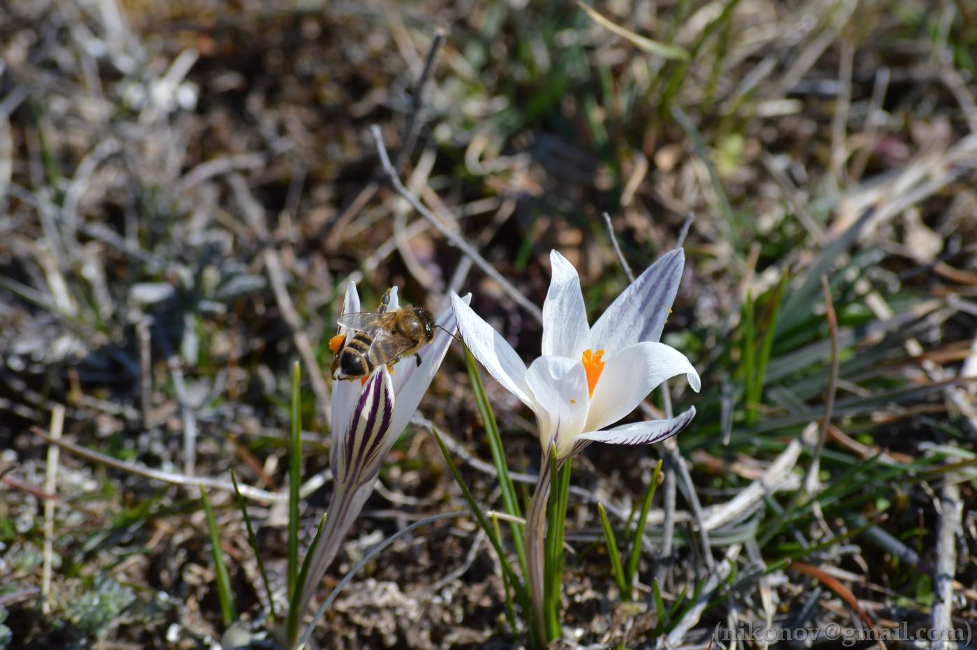 Изображение особи Crocus reticulatus.