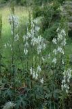 Aconitum apetalum