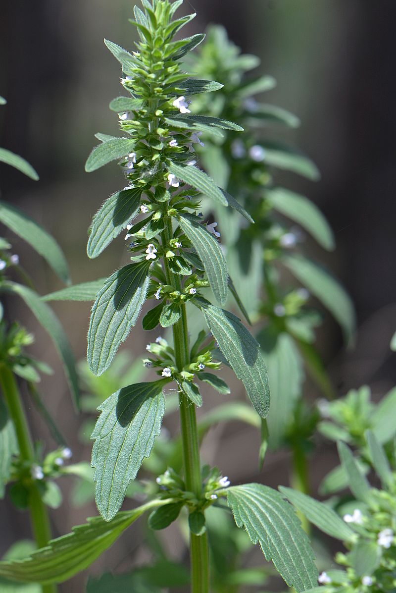 Image of Dracocephalum thymiflorum specimen.