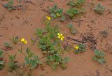 Ranunculus oxyspermus