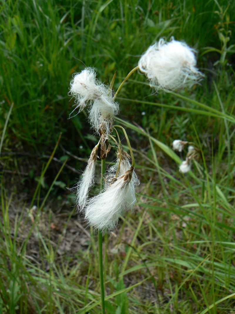 Image of Eriophorum komarovii specimen.