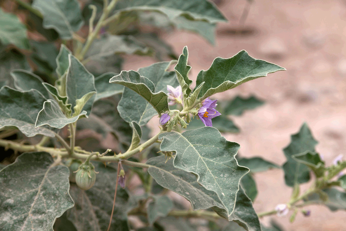 Image of Solanum incanum specimen.