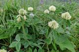 Trifolium canescens. Верхушки побегов с соцветиями в каплях дождя. Республика Северная Осетия-Алания, Алагирский р-н, Большой Кавказ, Скалистый хребет, северный склон в р-не Ходского перевала, ≈ 1870 м н.у.м., субальпийский луг. 30.06.2021.