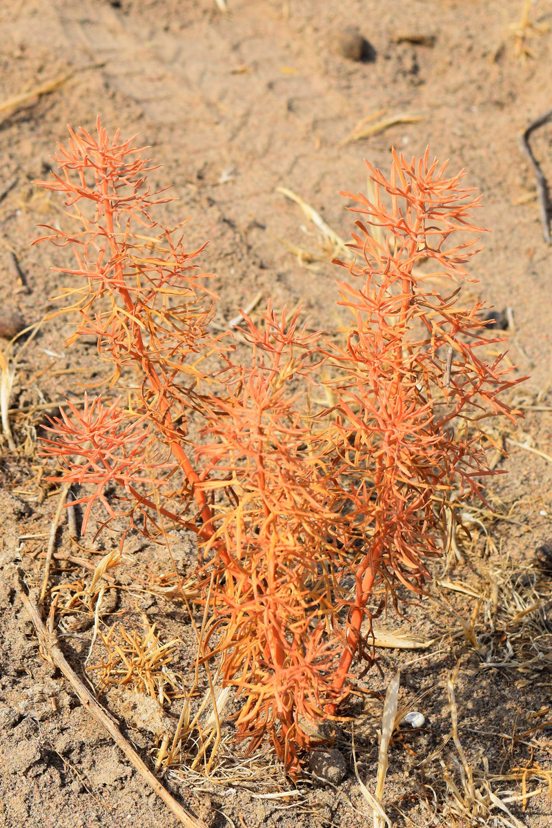 Image of Peganum harmala specimen.