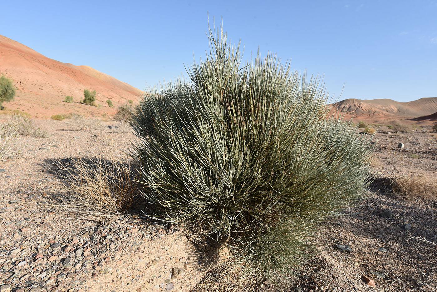 Image of Ephedra equisetina specimen.