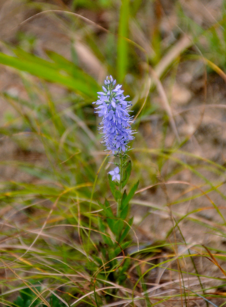 Image of genus Veronica specimen.