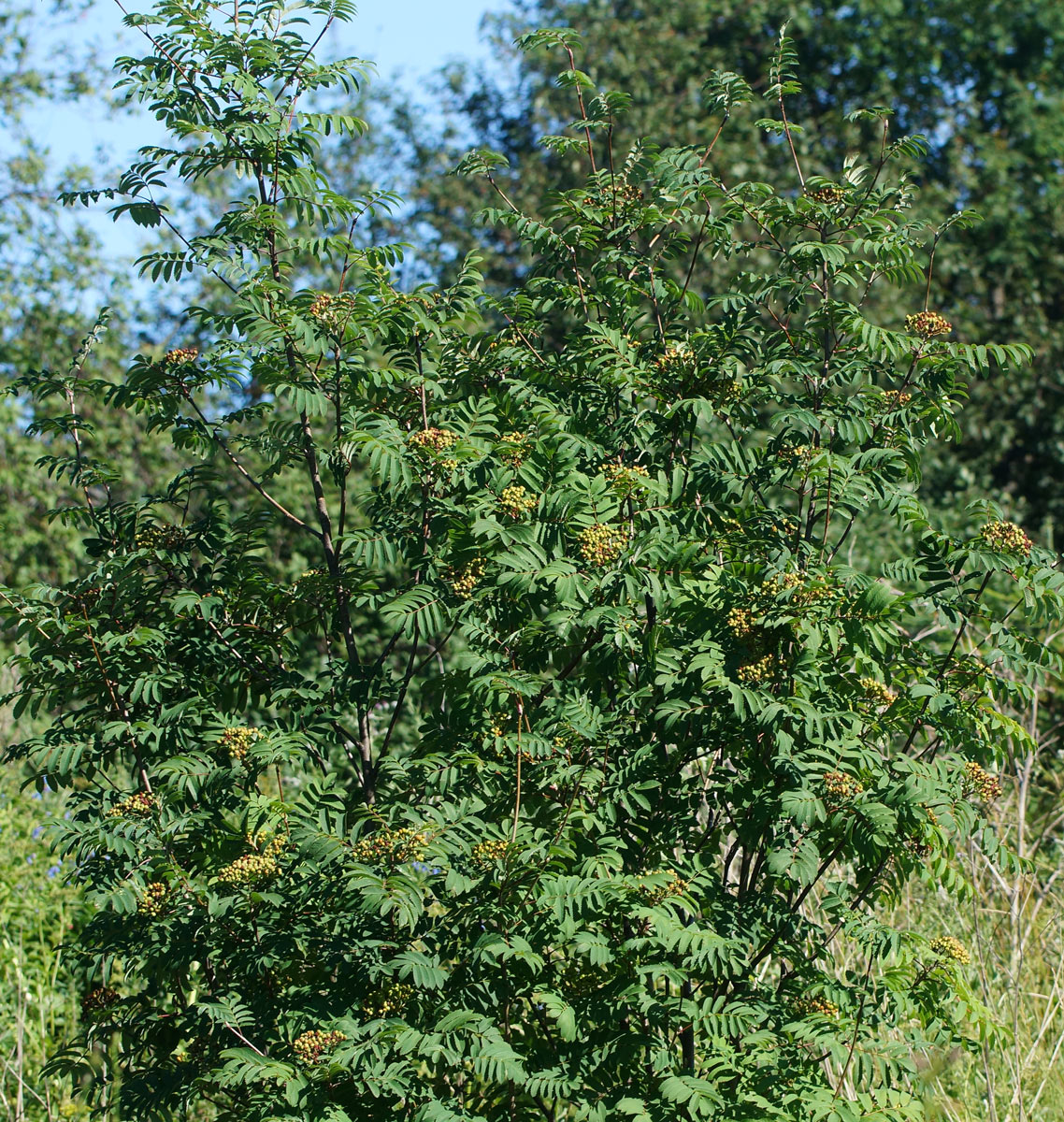 Изображение особи Sorbus aucuparia.