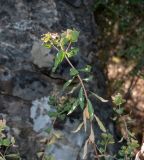 Euphorbia hierosolymitana. Побег плодоносящего растения. Израиль, Верхняя Галилея, западная часть, скала Бартут. 19.05.2022.