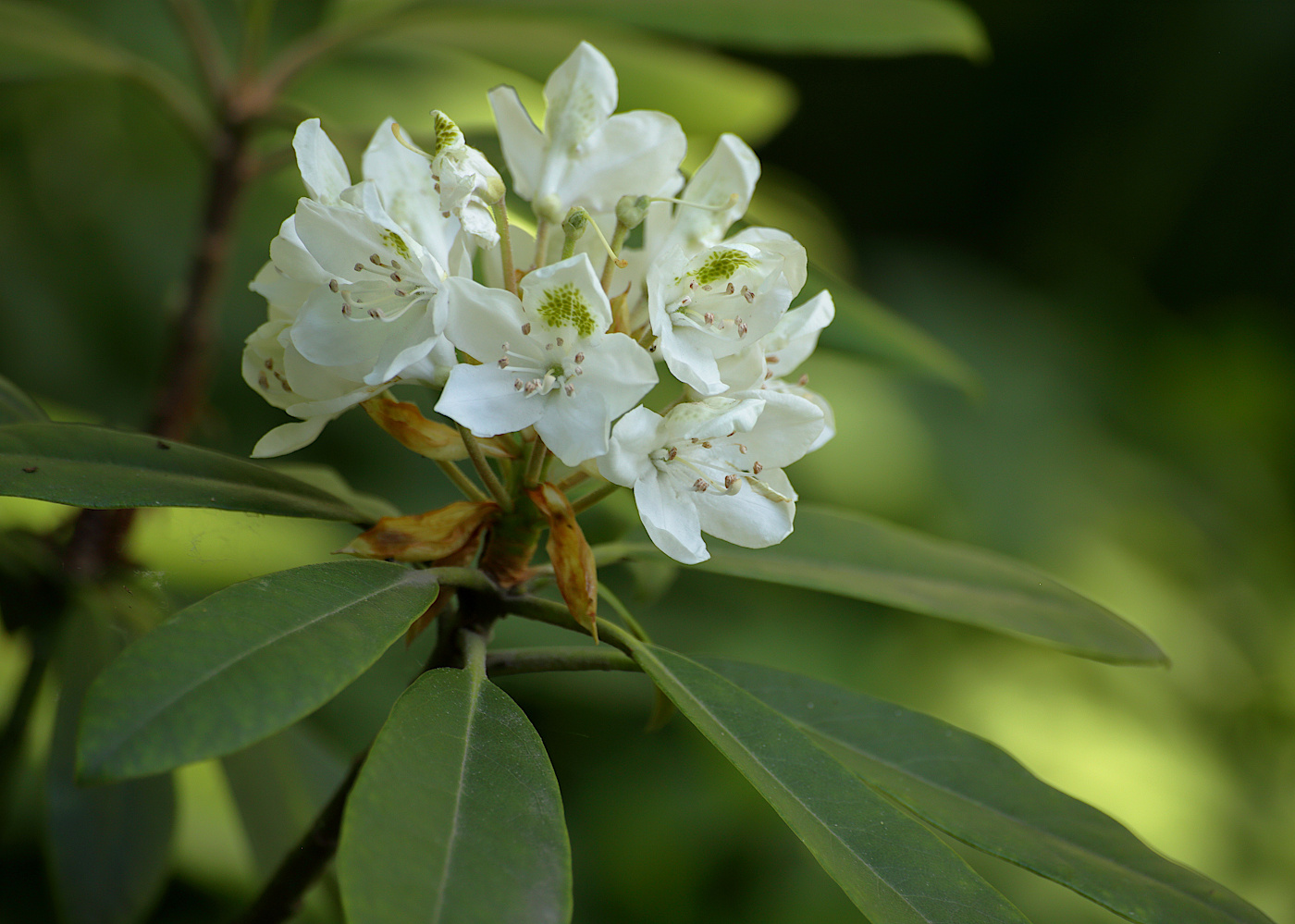 Image of Rhododendron maximum specimen.